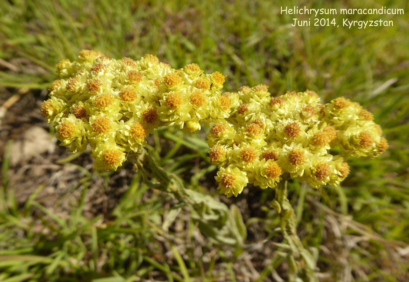 Semis d'Helichrysum Helichrysummaracandicum1-vi