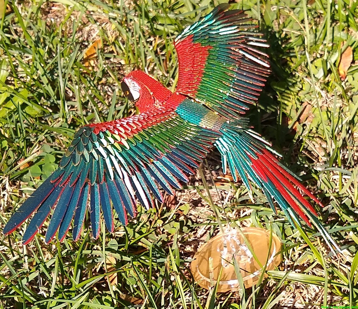 Jubilee Macaw (1)