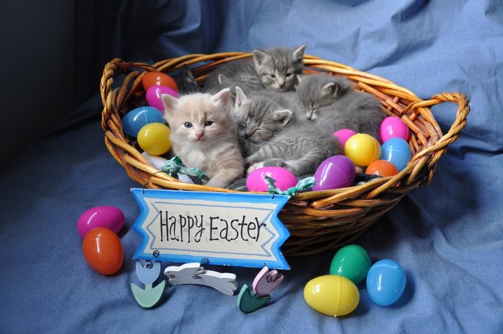 Photo: Happy Easter *Cats and Other Animals Cute* album Miracle-Marge.
