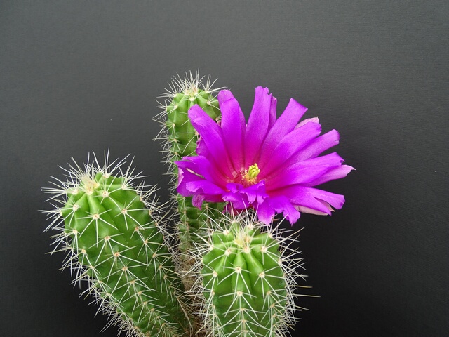 Photo: Echinocereus leonensis | Cactus Echinocereus. album | Cok ...
